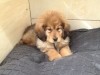 aslan