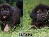 ilyapa_3