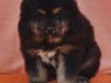 REMMON--3