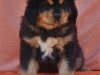 RHODA--3