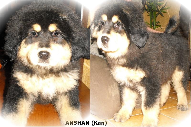 anshan