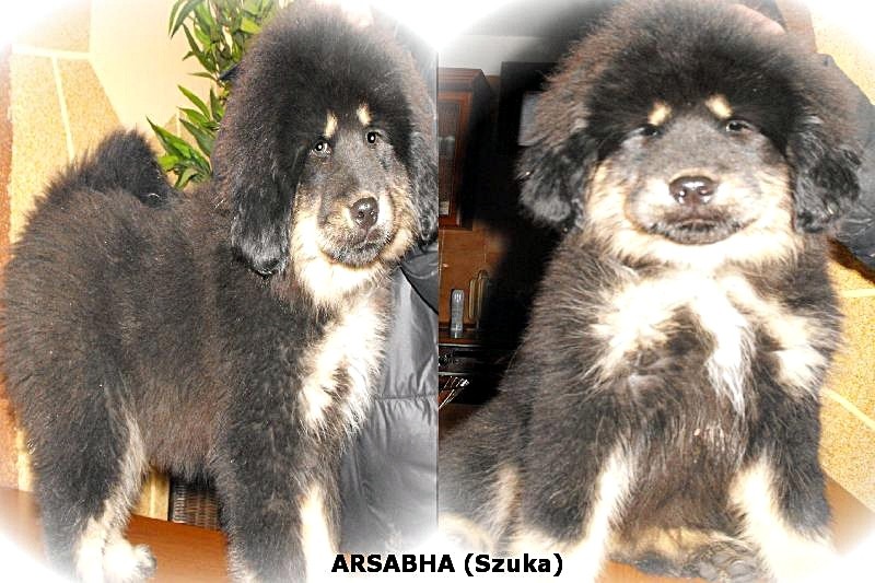 arsabha