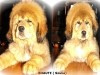 bhaute
