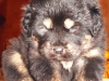 CHASUMBA