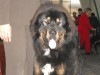 2011_1119zagrabszombat0026