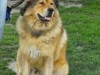 2011_0522sombor0008