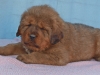 VESTA-