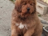 VESTA-