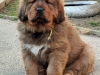 VESTA-