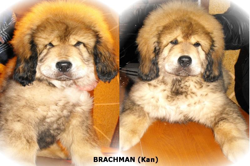 brachman