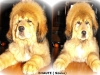 bhaute