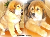 bhavani