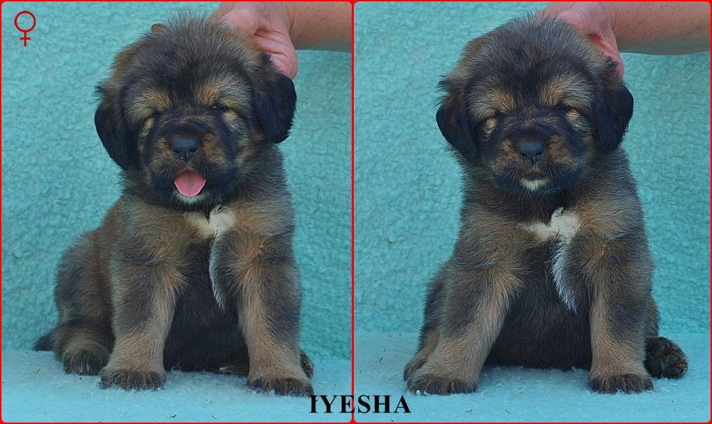 ilyesha