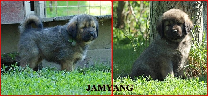 jamyang_1