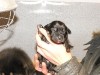 2009_1219sivakolykei0083