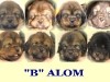 4-hetes-b-alom
