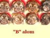 b-alom-3-hetes