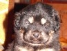 chasumba