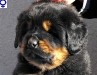 everest_0