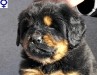 everest_1