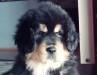 COOKIE2