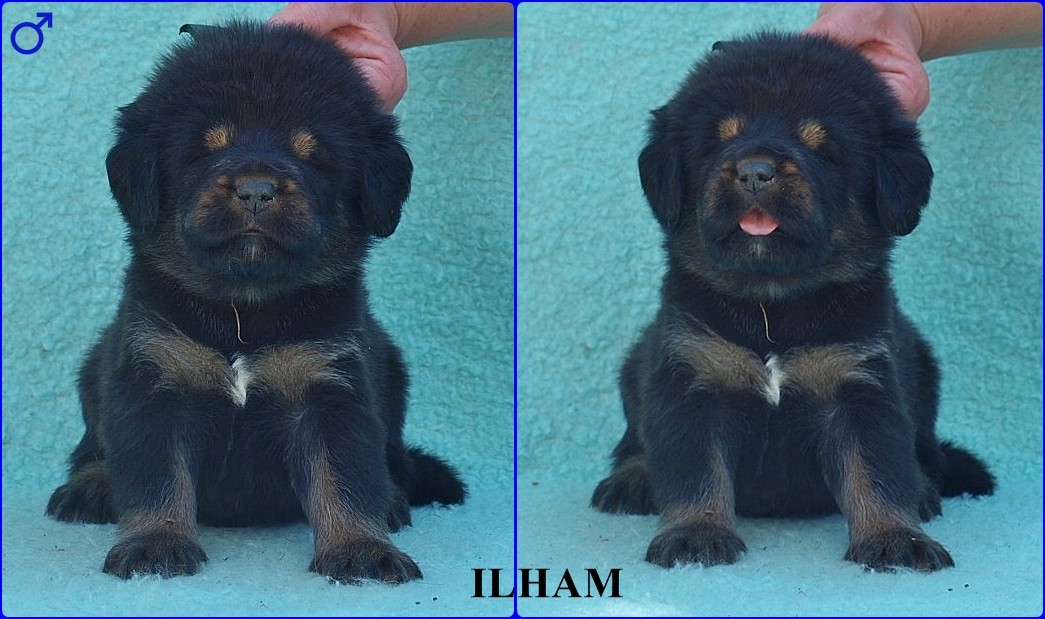 ilham