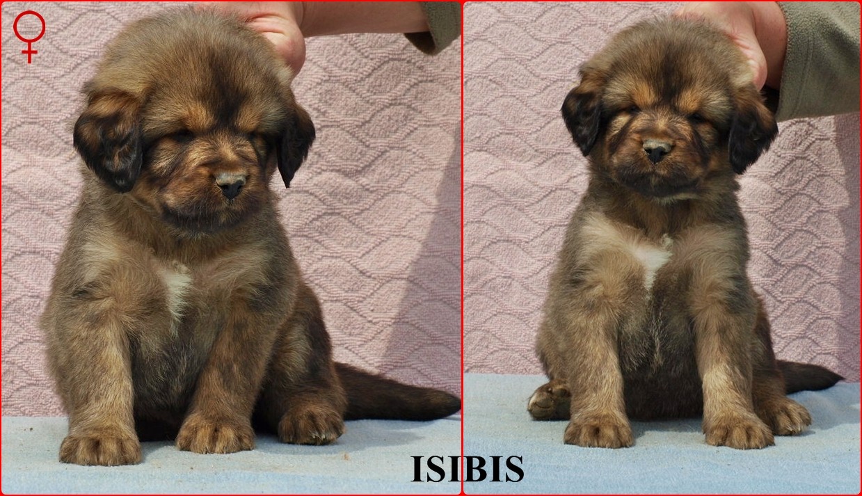 isibis_0