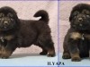 ilyapa_0