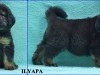 ilyapa_2