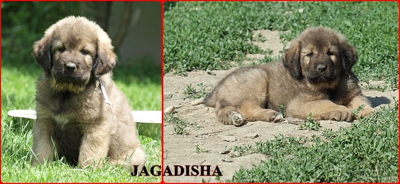 jagadisha_1
