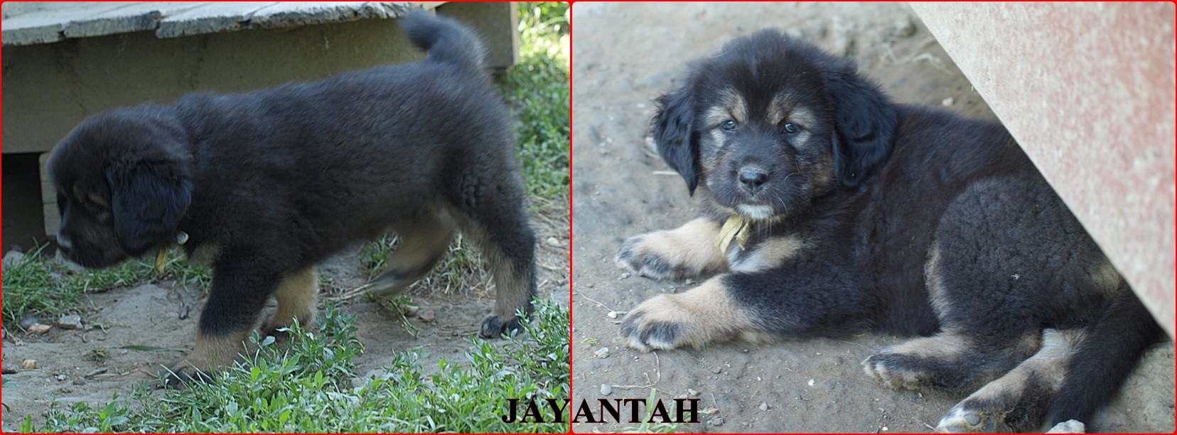 jayantah_1