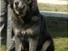 cacib-3