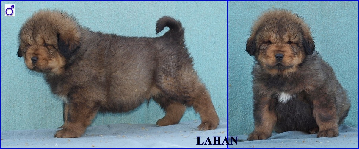 LAHAN-