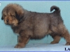 LAHAN-