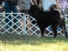 2011_0820devecser0089
