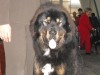 2011_1119zagrabszombat0026
