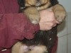 RHODA--2