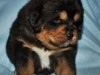 RHODA-