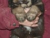 RINCHEN--2