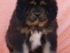 RINCHEN--3