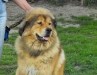 2011_0522sombor0008