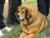 SÁBA